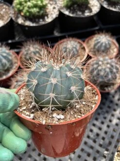 Melocactus Concinnus