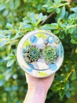 Beach Succulent Terrarium Kit -Cheap Plantly Store IMG 2999