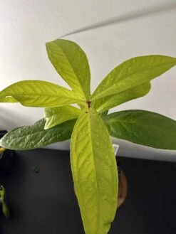 Giant Lau Lau - Syzygium Megacarpa - Giant Malay Apple -Cheap Plantly Store IMG 3083 rotated 1