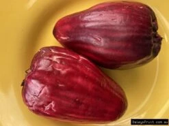 Giant Lau Lau - Syzygium Megacarpa - Giant Malay Apple -Cheap Plantly Store IMG 3086