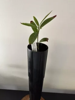 Pouteria Venosa (Guapeva Peach / Aboirana) Seedling