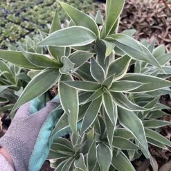 Agave Attenuata--Ray Of Light