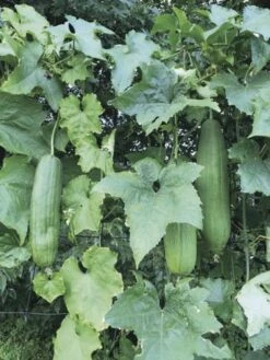 Organic Loofah Starter Plant 8 Organic Loofah Starter Plant -Cheap Plantly Store IMG 3322