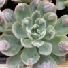 Medium Succulent Plant - Echeveria 'Raindrops'. Very Limited Hybrid. -Cheap Plantly Store IMG 3362