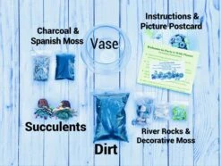 Mini Succulent Terrarium Kit -Cheap Plantly Store IMG 3394