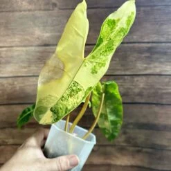 Philodendron Billietiae Variegated -Cheap Plantly Store IMG 3538