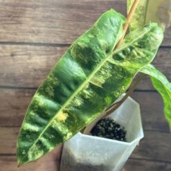 Philodendron Billietiae Variegated -Cheap Plantly Store IMG 3539