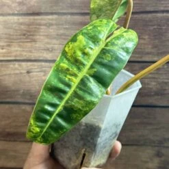 Philodendron Billietiae Variegated -Cheap Plantly Store IMG 3540