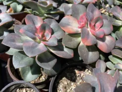 Medium Succulent Plant Echeveria Chroma Hybrid -Cheap Plantly Store IMG 3541