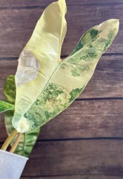 Philodendron Billietiae Variegated -Cheap Plantly Store IMG 3541