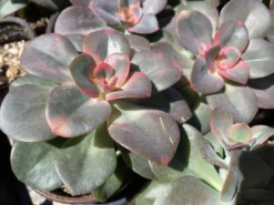 Medium Succulent Plant Echeveria Chroma Hybrid -Cheap Plantly Store IMG 3542