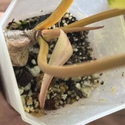 Philodendron Billietiae Variegated -Cheap Plantly Store IMG 3542