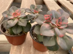 Medium Succulent Plant Echeveria Chroma Hybrid -Cheap Plantly Store IMG 3543