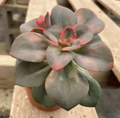 Medium Succulent Plant Echeveria Chroma Hybrid -Cheap Plantly Store IMG 3544 1