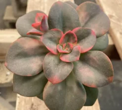 Medium Succulent Plant Echeveria Chroma Hybrid -Cheap Plantly Store IMG 3545
