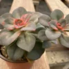 Medium Succulent Plant Echeveria Chroma Hybrid