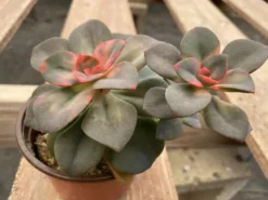 Medium Succulent Plant Echeveria Chroma Hybrid