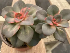 Medium Succulent Plant Echeveria Chroma Hybrid -Cheap Plantly Store IMG 3547 2