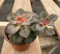 Medium Succulent Plant Echeveria Chroma Hybrid -Cheap Plantly Store IMG 3548 1