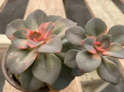 Medium Succulent Plant Echeveria Chroma Hybrid -Cheap Plantly Store IMG 3549 1