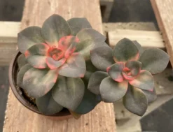 Medium Succulent Plant Echeveria Chroma Hybrid -Cheap Plantly Store IMG 3550 1