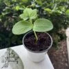 Organic Loofah Starter Plant -Cheap Plantly Store IMG 3573