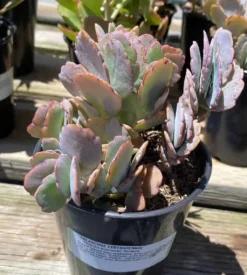 Succulent Plant Large Kalanchoe 'Aurora Borealis'. -Cheap Plantly Store IMG 3590