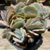 Succulent Plant Large Kalanchoe 'Aurora Borealis'. -Cheap Plantly Store IMG 3593