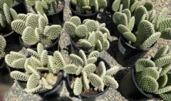 Cactus Plant Mature Opuntia 'Honey Mike'. -Cheap Plantly Store IMG 3645