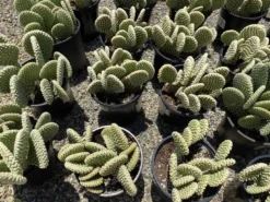 Cactus Plant Mature Opuntia 'Honey Mike'. -Cheap Plantly Store IMG 3648