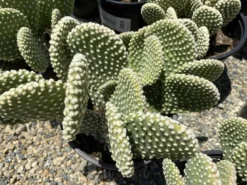 Cactus Plant Mature Opuntia 'Honey Mike'. -Cheap Plantly Store IMG 3650