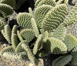 Cactus Plant Mature Opuntia 'Honey Mike'. -Cheap Plantly Store IMG 3652