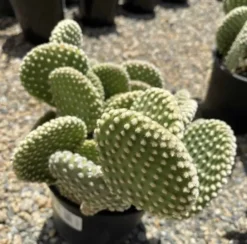 Cactus Plant Mature Opuntia 'Honey Mike'.