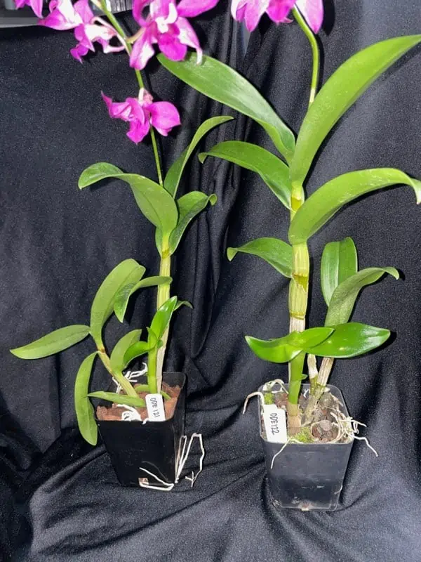 Orchid- Dendrobium Jacquelyn Thomas 'Uniwai Prince' 6 Orchid- Dendrobium Jacquelyn Thomas 'Uniwai Prince' - Image 4