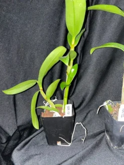 Orchid- Dendrobium Jacquelyn Thomas 'Uniwai Prince' 12 Orchid- Dendrobium Jacquelyn Thomas 'Uniwai Prince' -Cheap Plantly Store IMG 3834