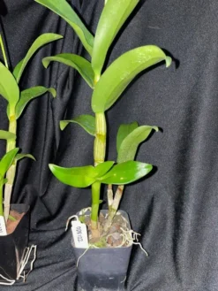 Orchid- Dendrobium Jacquelyn Thomas 'Uniwai Prince' 13 Orchid- Dendrobium Jacquelyn Thomas 'Uniwai Prince' -Cheap Plantly Store IMG 3835