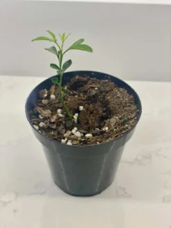 Swingle Citrumelo - Cold Hardy Citrus (Cross Between Seville Orange & Trifoliate Orange)