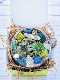 Sea Glass And Driftwood Terrarium Kit -Cheap Plantly Store IMG 3912