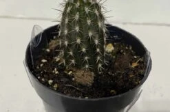 Cactus Plant Small Seliechinopsis Mirabilis.