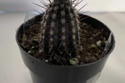 Cactus Plant Small Seliechinopsis Mirabilis. -Cheap Plantly Store IMG 4117