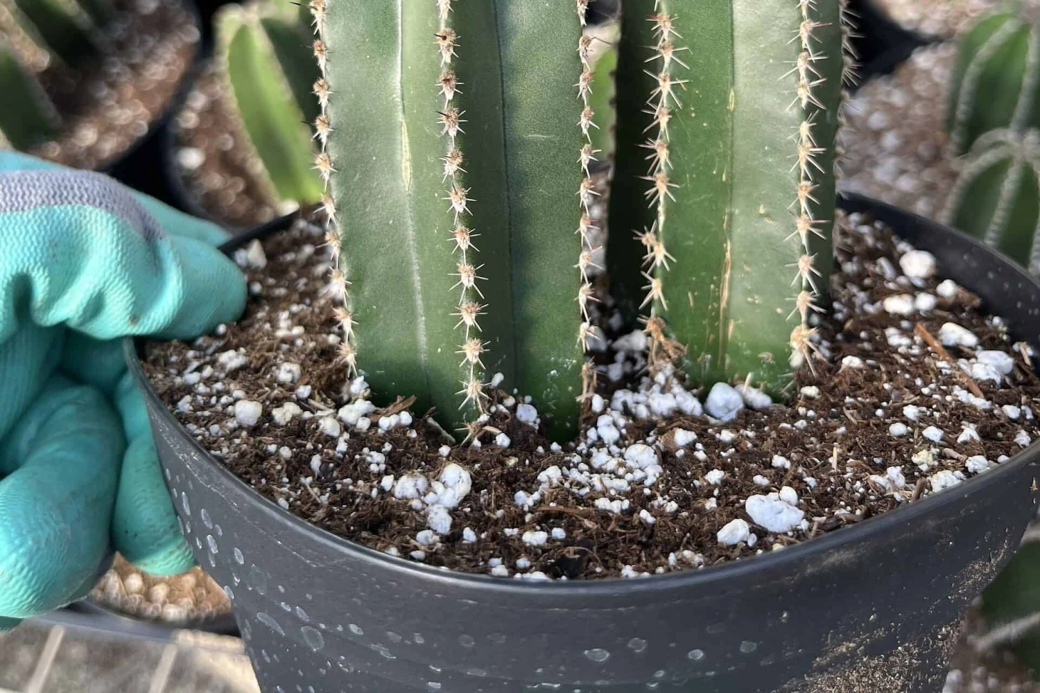 6" Pachycereus--Mexican Fence Post 3 6" Pachycereus--Mexican Fence Post