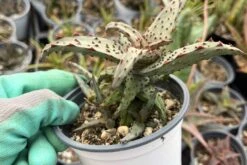 4" Aloe Castilloniae