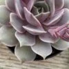 Medium Succulent Plant 'Angel Kissed'. -Cheap Plantly Store IMG 4216 1