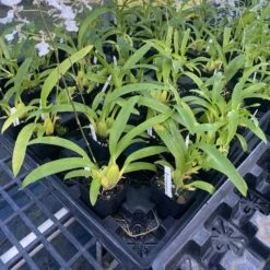 Oncidium Speckled Spire 'Whisp' Wonderful Fragrance 4" Pots -Cheap Plantly Store IMG 4287 rotated 1