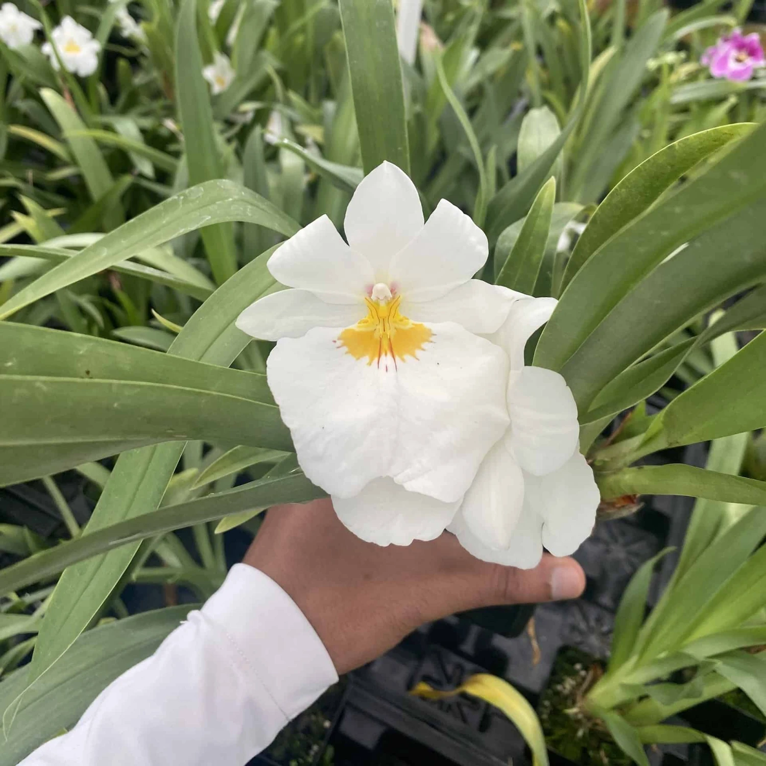 Miltoniopsis Golden Snows ‘White Light’ Comes In 4" Pot 3 Miltoniopsis Golden Snows ‘White Light’ Comes In 4" Pot