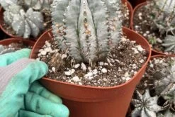 CactiandExotica | Euphorbia Polygona Snowflake