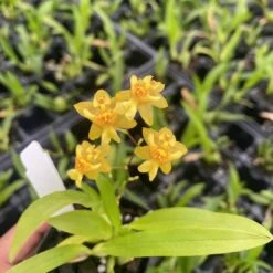 Oncidium Twinkle 'Yellow Bird' Fragrant Orchid From Hawaii -Cheap Plantly Store IMG 4331 rotated 1