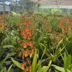 Oncidium Catatante Fragrant Orchid 'Pacific Sunspots' Live Plant Blooming Size Flower Plant -Cheap Plantly Store IMG 4336 rotated 1