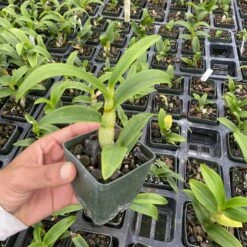 Dendrobium Morning Glory Comes In 3" Pot -Cheap Plantly Store IMG 4346 rotated 1