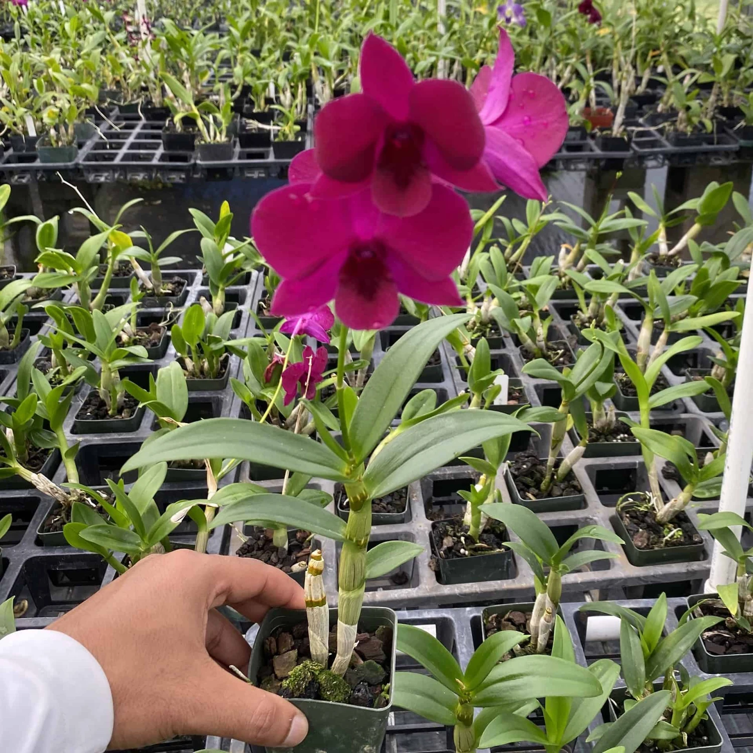 Dendrobium Ladda Red Flower 2" Pot 4 Dendrobium Ladda Red Flower 2" Pot - Image 2